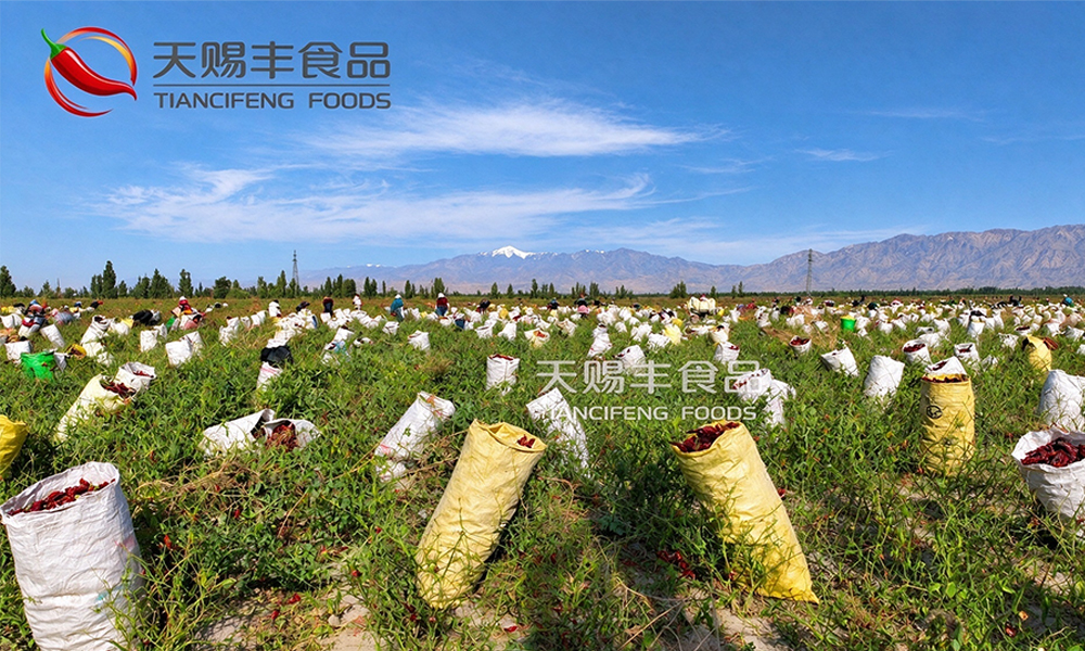 Workers carefully hand-picking mature red paprika peppers in the field for Tiancifeng Foods