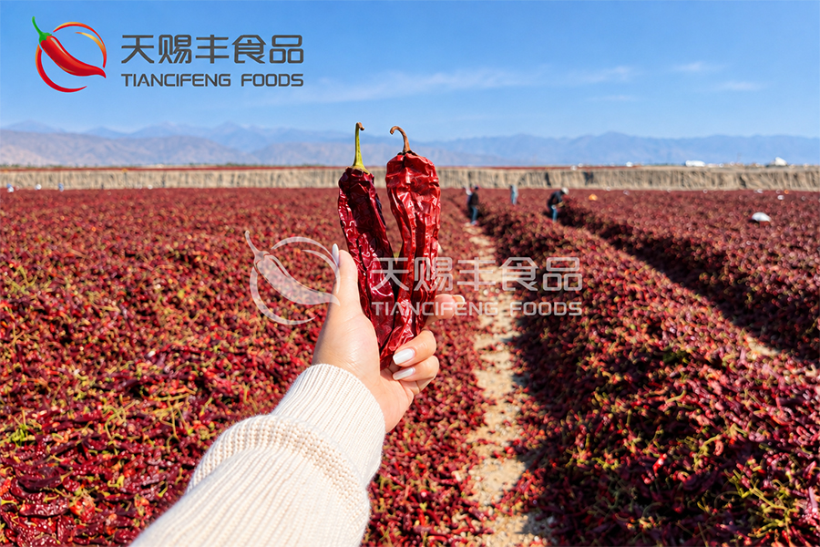 Freshly harvested new crop red paprika pods with high natural color ready for processing