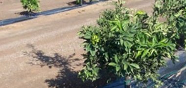 How to choose weed mat for gardening