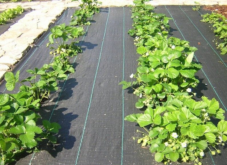 weed mat-01