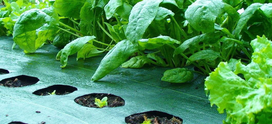 spinach-banner