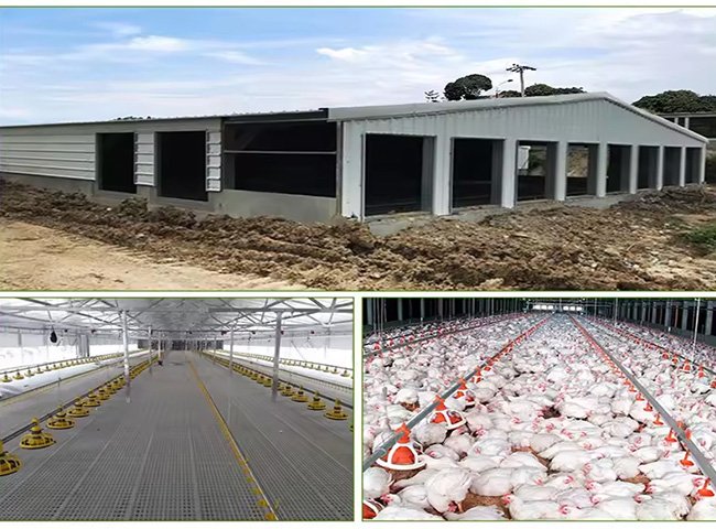 Steel Structure Chicken House for PoultryRaising Durable and Efficient