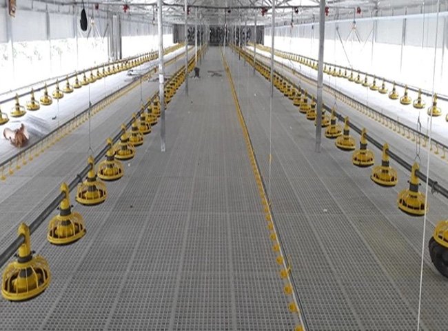 Steel Structure Chicken House for PoultryRaising Durable and Efficient