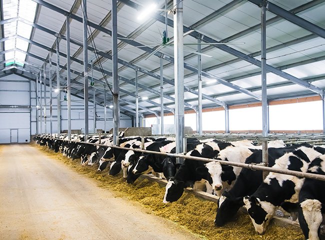 Resilient cattle house structure