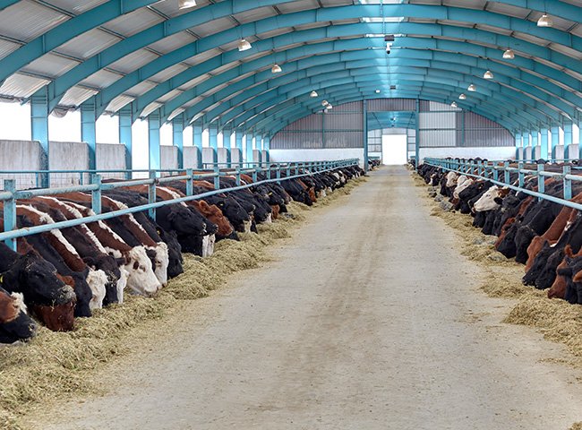 Resilient cattle house structure