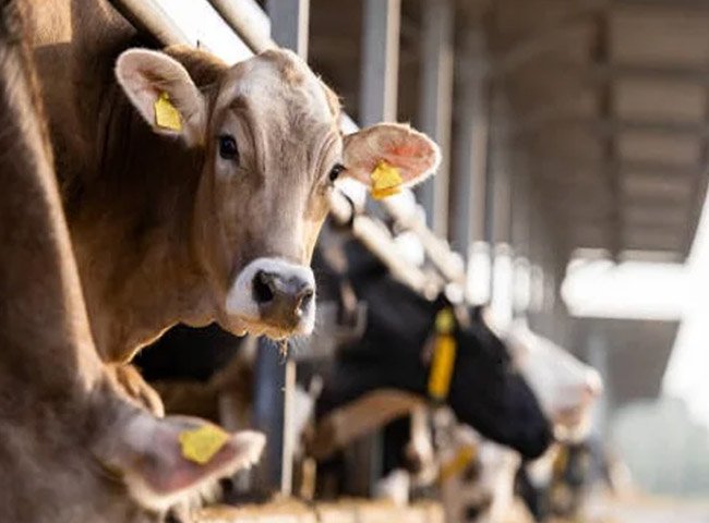 Low price cow barn solution