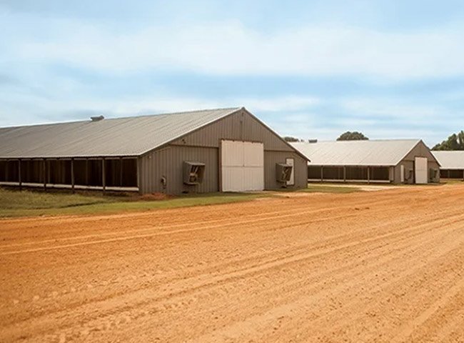 Poultry Chicken Farm House Design