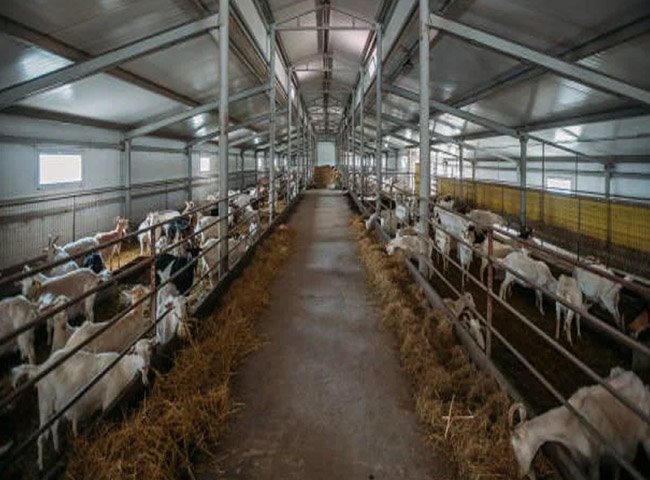 Prefab cattle barn livestock farming