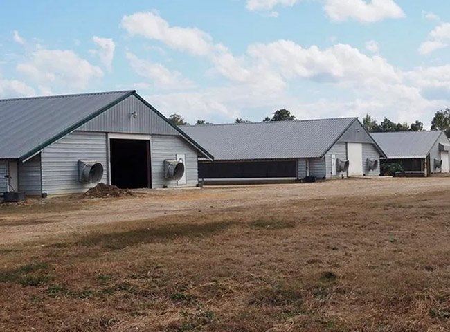 Poultry Chicken Farm House Design