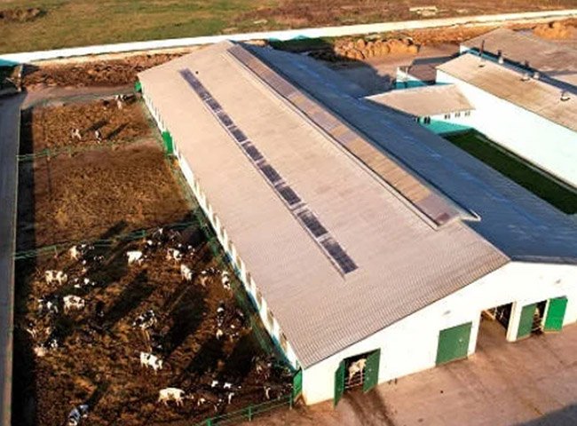 Steel cattle house with frame system