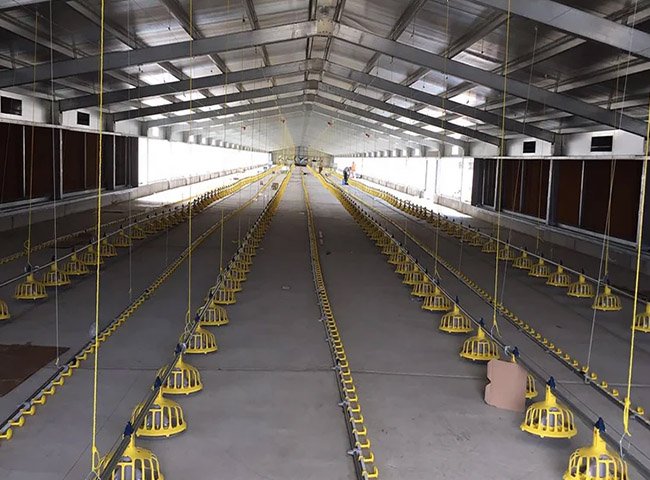 Poultry Chicken Farm House Design