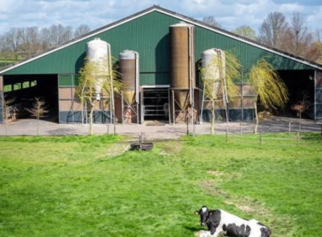 Low price cow barn solution