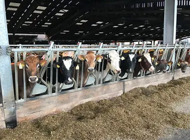 Prefab cattle barn livestock farming