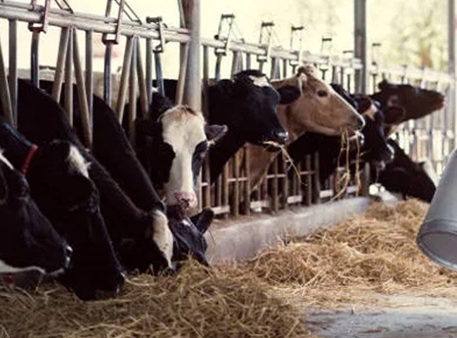 Steel cattle house with frame system