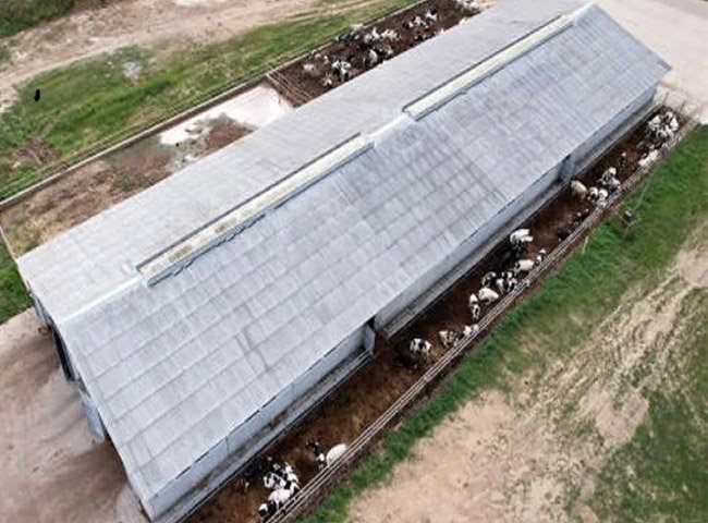 Steel cattle house with frame system