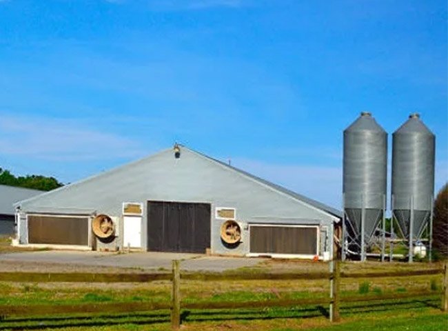 Prefabricated Steel Structure Chicken House for Poultry Farm
