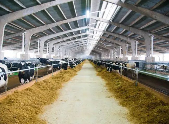 Prefab cow dairy shed light frame
