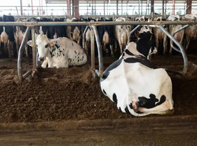 Prefab cattle barn livestock farming