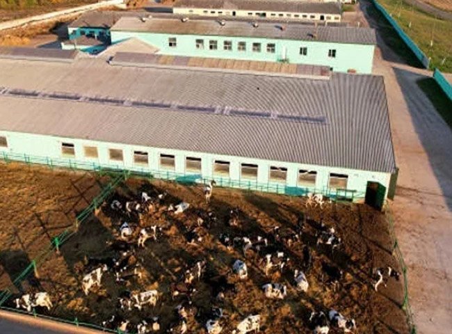 Steel cattle house with frame system