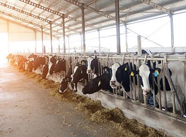 Steel cattle house with frame system