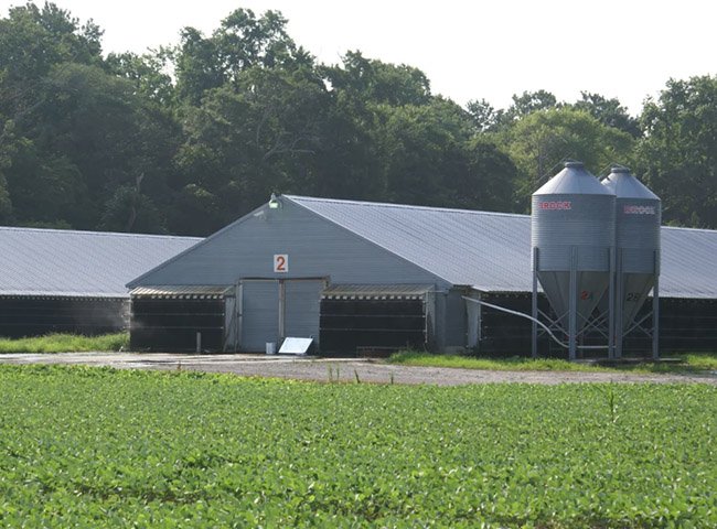 Poultry Chicken Farm House Design