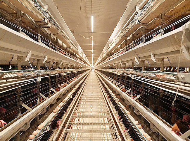 Prefabricated Steel Structure Poultry House Chicken Farm