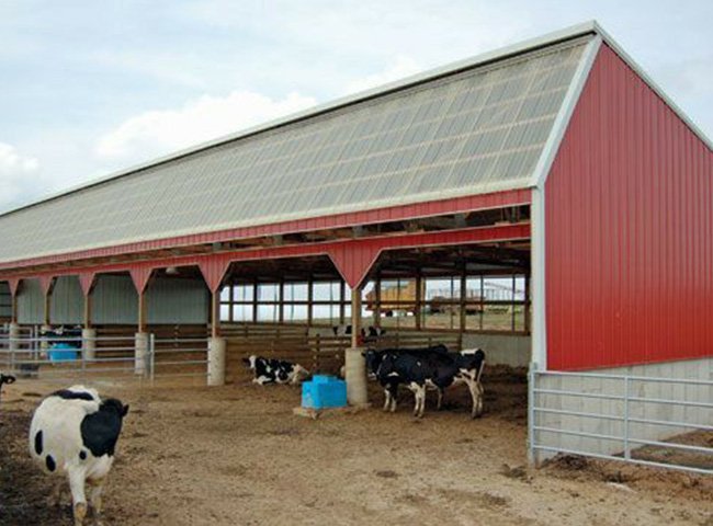 China Low Cost Steel Structure Dairy Cow Farm Shed