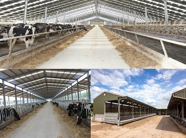Light frame cow shed structure
