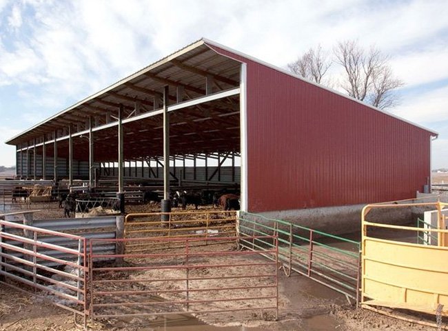 Steel structure prefabricated cow shed