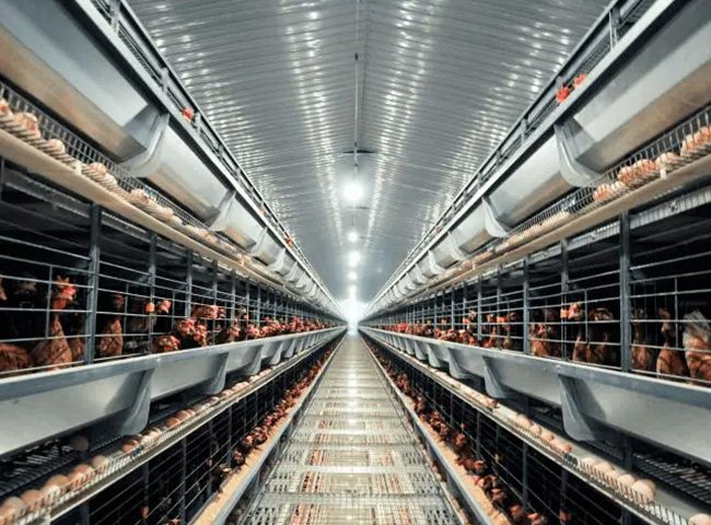 Prefabricated Steel Structure Poultry House Chicken Farm