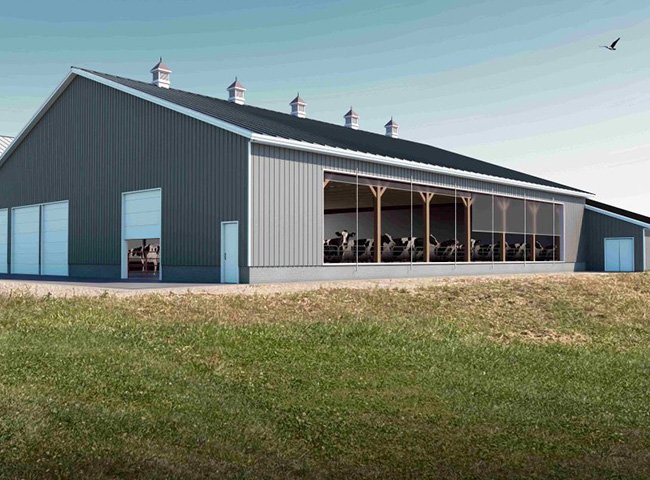 Steel structure prefabricated cow shed