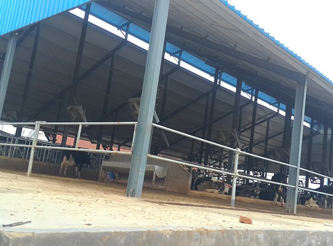 Light frame cow shed structure