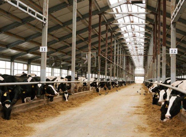 Steel structure prefabricated cow shed