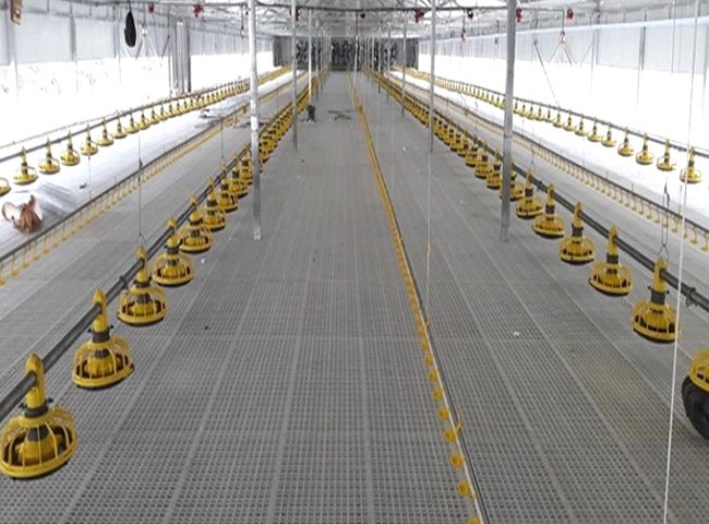 Cheap Prefab Steel Structure Poultry Farm Shed Chicken Farm House Building