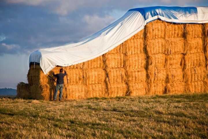 tarpaulin 1-21周-Erica