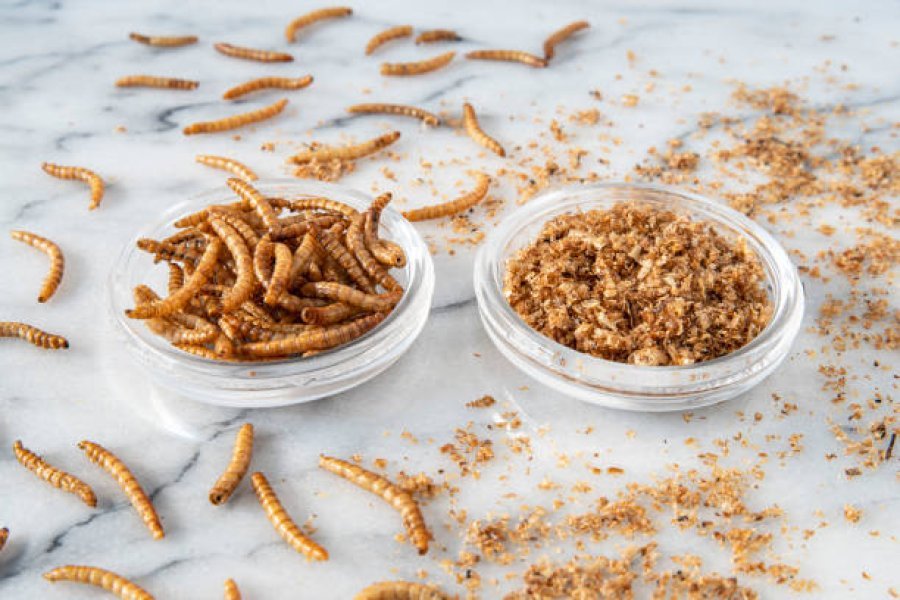De l’alimentation aux cosmétiques, des bioplastiques à la protection de l’environnement, le potentiel de la poudre de larves de vers de farine dépasse largement notre imagination !