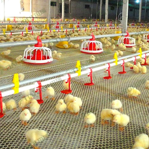 Broiler Floor Equipment