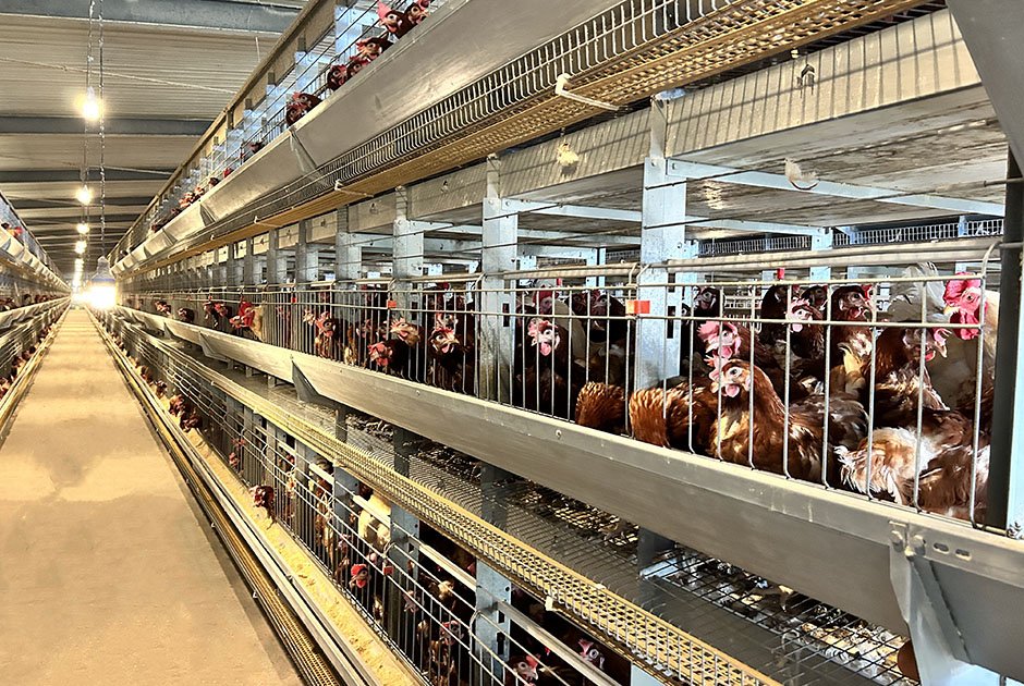 Natural lnsemination Chicken Farm