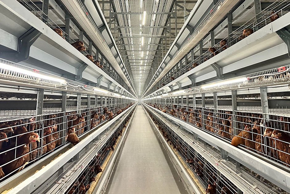 HUIXlANG Chicken Farm