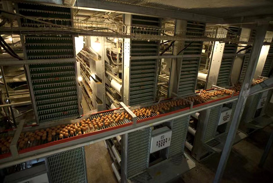 No.3 9 Layer Chicken Farm