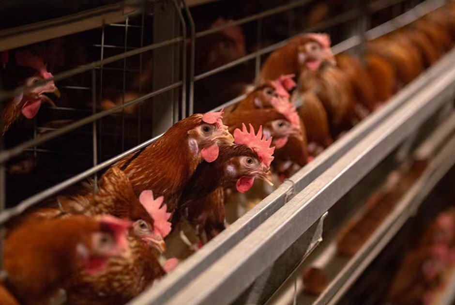 No.2 9 Layer Chicken Farm