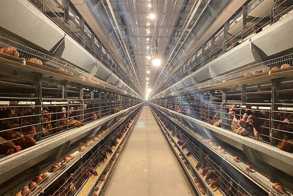 No.1 12 Layer Chicken Farm