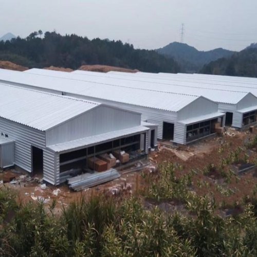 Steel Structure Automatic Poultry Farm