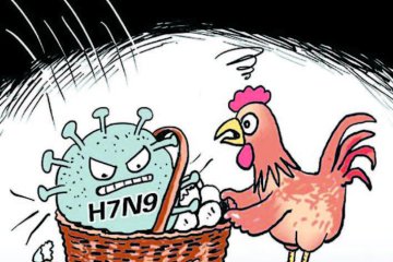 Recommended International News: Dual Impact of Global Corn Shortage and U.S. Avian Influenza on the Layer Industry