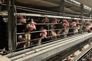 Revolution in Modern Layer Farming: The Perfect Combination of Intelligence and Standardization