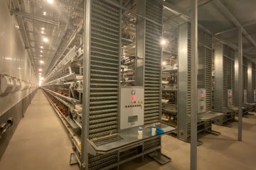 Establishing a modern egg-laying hen farm requires systematic planning and scientific management