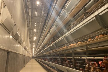 Poultry Farm Cost in Nigeria 2026: Full Setup Price & Profit Guide