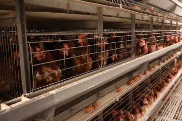 What Equipment Do You Need for a 10,000 Layer Poultry Farm?