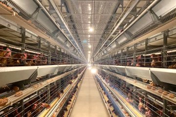 Chicken Cage System Price in 2026: Cost, Types & Best Buying Guide