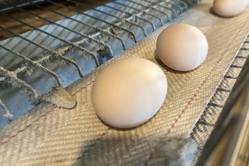 How to Start a Poultry Farm (Step-by-Step Guide for Beginners in 2026)